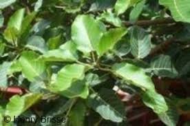 Image result for Ficus trichopoda