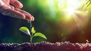 World migratory bird day 2021: World Environment Day 2021 History Theme Significance And Quotes Information News
