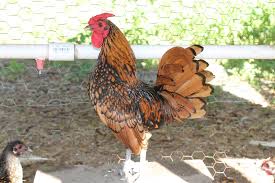 We would like to show you a description here but the site won't allow us. Britt Heritage Farm Home Facebook