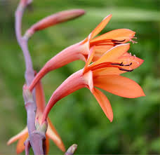 Image result for Watsonia