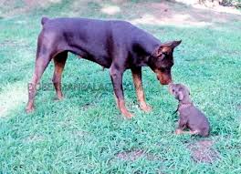 Why buy a doberman pinscher puppy for sale if you can adopt and save a life? European Doberman Pinschers For Sale Doberman Palace