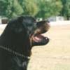 Denali the rottweiler at 7 years old. Is It A Good Idea To Breed A Boerboel And A Rottweiler Quora
