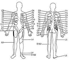 Recent reports suggest that the majority of adults in the u.s. What Are The Possible Types Of Back Pain Ymaa