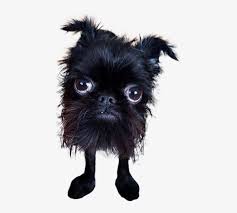 Apologies if your ugly dog or ugly dog breed is on the list. Animala Cute Ugly Dog Transparent Background Free Transparent Png Download Pngkey