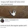 A spider makes a kind of raspy, hissing sound. Https Encrypted Tbn0 Gstatic Com Images Q Tbn And9gctd0cgtajaxemtrzd7te7x00gj8s5zingkeb8emh5hcnyszfbt4 Usqp Cau