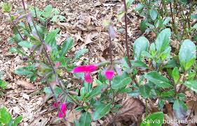 Image result for Satyrium buchananii