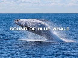 Sound Of Blue Whale Youtube