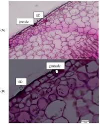 Check spelling or type a new query. Plants Free Full Text The Investigation Of Silicon Localization And Accumulation In Citrus Html