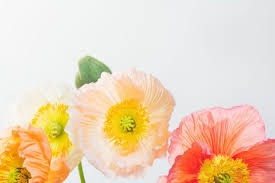 Discover the birth month flowers and flower meanings here! Birth Month Flowers And Their Meanings