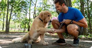 Focus on a potty training routine, intro to leash walking. Chicago Dog Training In Home Dog Boot Camp Suburban K9