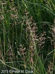 Image result for Agrostis isopholis