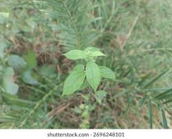 Image result for Tragia kirkiana