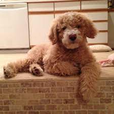 Whoodle Puppy Poodle Mix Puppies Fluffy Animals Whoodle Puppy