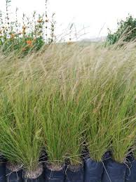 Image result for Aristida canescens