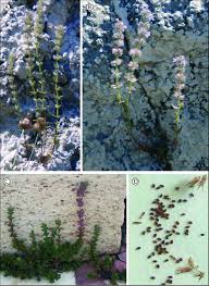 Image result for Micromeria