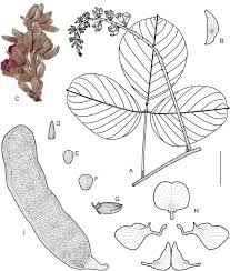 Image result for Macropsychanthus