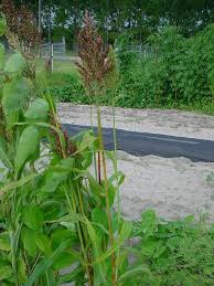 Image result for Sorghum bicolor