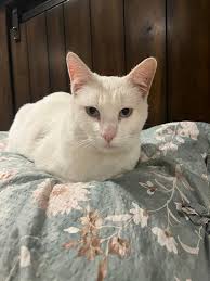 Lost Cat Found in Live Oak