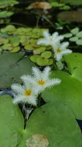 Image result for Menyanthaceae