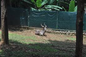 Dalam tempoh itu, kerajaan negeri memberi kontrak penjagaan zoo melaka dan taman burung melaka kepada pihak swasta. Melaka Zoo Night Safari Admission Ticket In Melaka Malaysia Klook Malaysia
