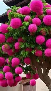 Image result for Syzygium niassense
