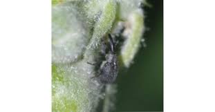 Image result for květopas jahodníkový