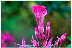 Image result for Celosia stuhlmanniana