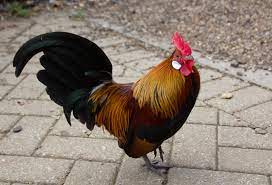 I'm entirely new to dutch bantams, and i was wondering; Upright And Jaunty Meet The Dutch Bantams Mudchute Park Farm Blog