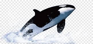 I love how you've done the water. Orca Whale Surfacing Water Whale Template Dolphin Whale Marine Mammal Mammal Png Pngegg