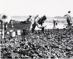 From Harkers Island to Rockyhock– More Photographs from the National  Fisherman