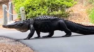 It has appeared at art basel in miami beach, florida and in biscayne bay construction. Gator Art Collectibles Digital Prints Kromasol Com