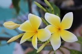 Growing Plumeria Frangipani Indoors In Containers Part2 5 In 2020 Plumeria Flower Pots Frangipani
