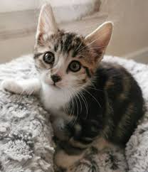 Pin By Silo On Chaton Trop Mignon Cute Cats And Dogs Cats Baby Animals Pictures