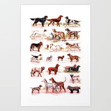 Vintage Dog Breed Chart Art Print