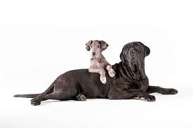 Great dane puppies in phoenix az. 21 Things You Probably Don T Know About Great Danes