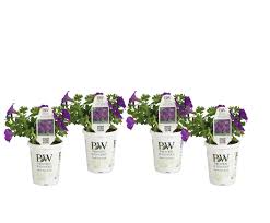 We did not find results for: Proven Winners Supprw1187524 4 Pack Supertunia Royal Velvet Live Plants 4 25 In Grande Purple Flowers Buy Online In Bahamas At Bahamas Desertcart Com Productid 73741002