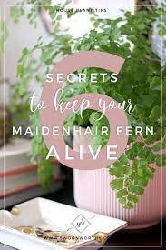 They're all on the outer part of the leaves. 6 Secrets To Keeping Your Maidenhair Fern Alive Swoon Worthy