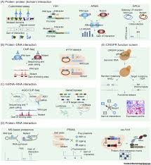 What is the relationship between dna, codons, and proteins? Gain Of Function Mutations An Emerging Advantage For Cancer Biology Trends In Biochemical Sciences
