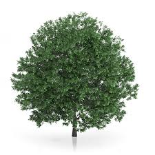 The hornbeam tree was a species of plant found in will's world. Common Hornbeam Tree Carpinus Betulus 10 7m