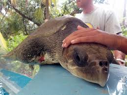 Olive Ridley Turtle Ellie