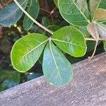 Image result for Rhoicissus digitata