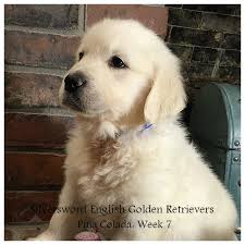 Is your family ready to buy a puppy? Silversword English Golden Retrievers Silversword Akc Registered English Golden Retrievers