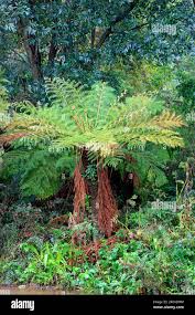 Image result for Cyathea dregei