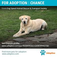 Sur.ly for joomla sur.ly plugin for joomla 2.5/3.0 is free of charge. Pin On Adoptable Pets On Adoptico Com