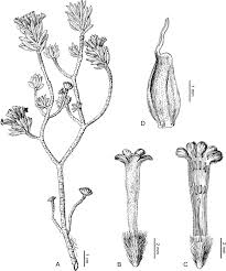 Image result for Gnidia mollis