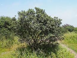 Image result for Euclea schimperi