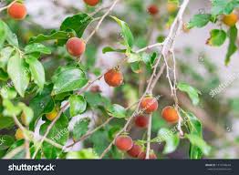 Image result for Dovyalis lucida