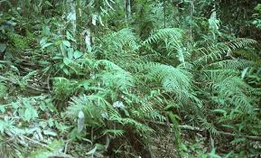 Image result for Amblovenatum