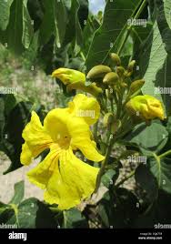 Image result for Markhamia obtusifolia