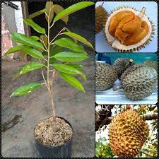 Jenis durian ini termasuk tanaman yang produktif karena jika berbunga banyak dan lebat sehingga hasil bauhnya pun. Jual Azzahra Berkah Bibitku Tanaman Buah Durian Duri Hitam Beli 3 Gratis 1 Murah Mei 2021 Blibli